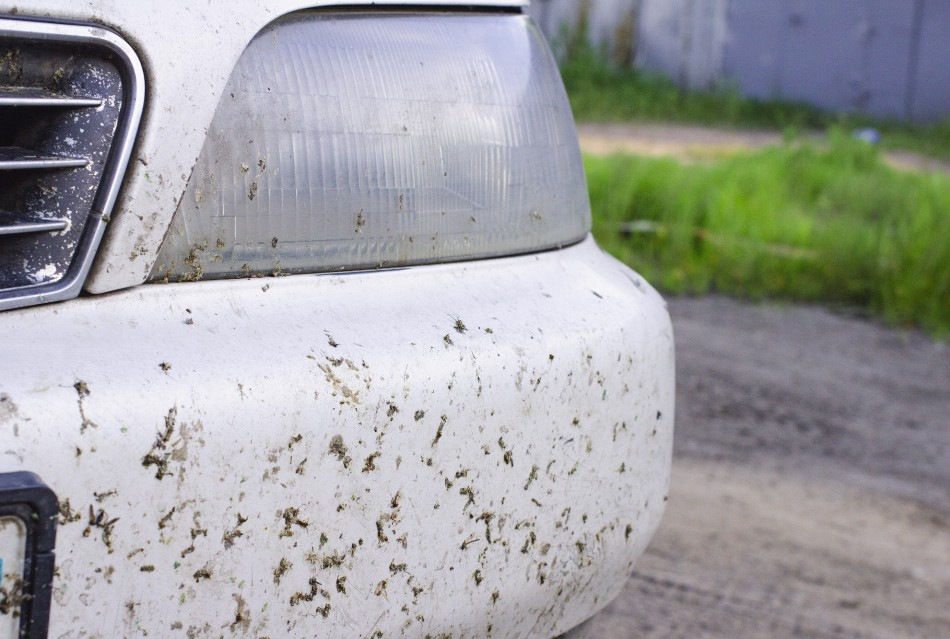 Zo verwijder je snel insectenresten van je auto