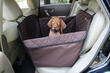 Zo vervoer je je hond veilig in de auto: tips en adviezen foto 1