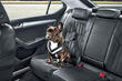 Zo vervoer je je hond veilig in de auto: tips en adviezen foto 2