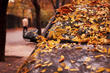 Zo onderhoud je je auto in de herfst foto 1